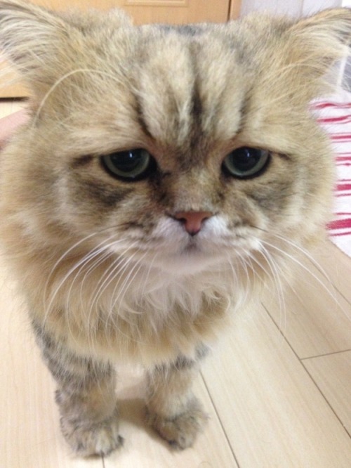 iwearadeathfrisbeenow:gracehelbig:buzzfeed:This is Foo-Chan, the Japanese equivalent of Grumpy Cat. 