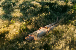 snowce:  Ryan McGinley, Shane (Foxtail Barley),