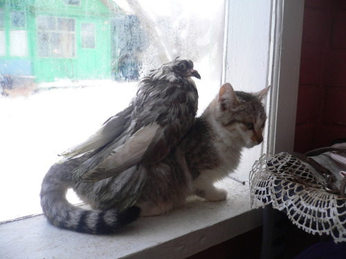 smegandtheheads:ptsdmika:rainbowthinker:woodelf68:mostlycatsmostly:This was a crazy pigeon that was 