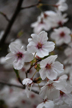 blackyuuki:The beauty of the cherry blossom