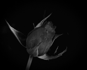 † Dye Em Black †
