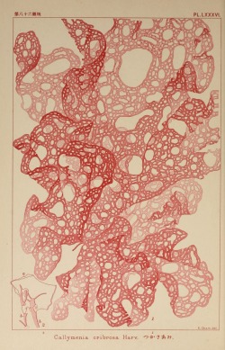 mucholderthen:  K. OkamuraIcones of Japanese algae. v.2Tokyo [1901-1912] BioDivLibrary  n207_w1150,  n19_w1150,  n139_w1150 