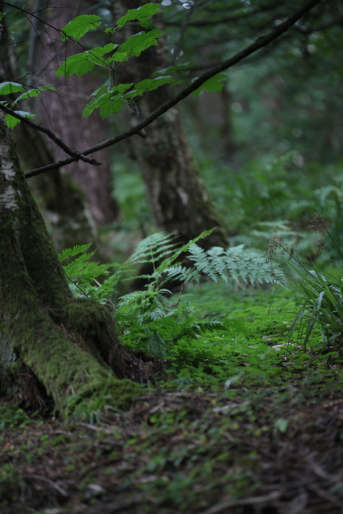 naturalxcauses:visit my page for more nature