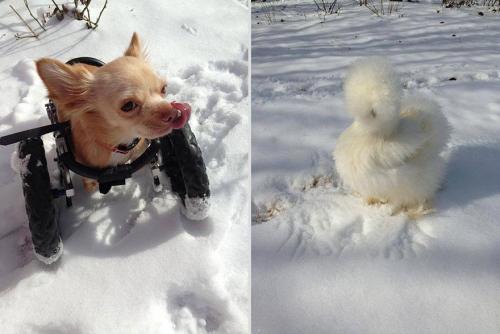 gods-filth:  deersnap:  noppppe:  buttercupbbaby:  tiny-vessels:  catsbeaversandducks:  Fluffy Chicken Saved From Laboratory Becomes Best Friends With Abandoned Two-legged Chihuahua These two adorable and unlikely animal friends, Penny the chicken and
