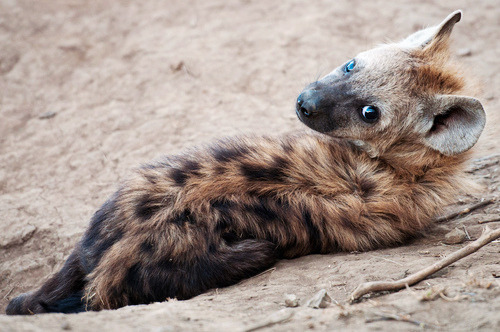 haefir:Here are some baby hyenas for you to enjoy