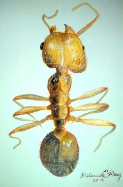 melaniemassey:  Pheidole obtosospinosa gynandromorph.