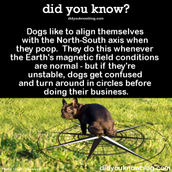 did-you-kno:  ►►►Click here to learn more reasons why dogs spin in circles! Dogs like to align themselves with the North-South axis when they poop. They do this whenever the Earth’s magnetic field conditions are normal - but if they’re unstable,