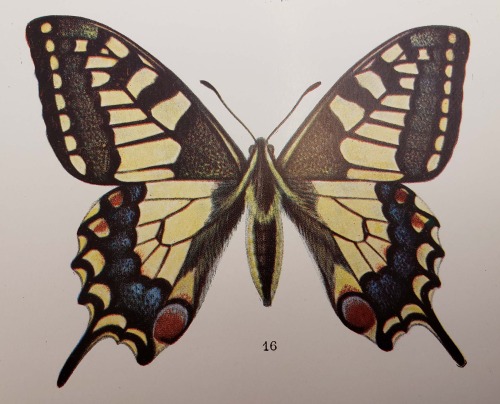 From: Frohawk, Frederick William, 1861-1946. Natural history of British butterflies. London : Hutchi