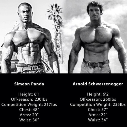 stayhungry-getbig:  gymaholic92:  who do you like better?  Arnold > everyone