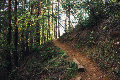 A little trail off of Shoreline Hwy in California.