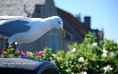 Herring gulls (Larus argentatus) of St Andrews and Ayr, Scotland