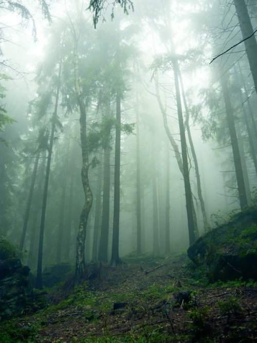 radivs:  'Welcome to the Fairytale' by Lenka Havelková  