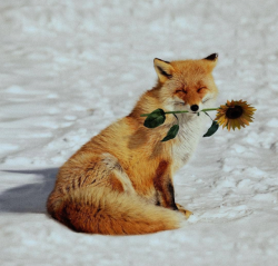 everythingfox: a Sunflower for you <33