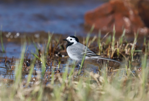 White wagtail/sädesärla.