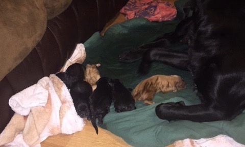 Roommates dog is having puppies 😀😁😍