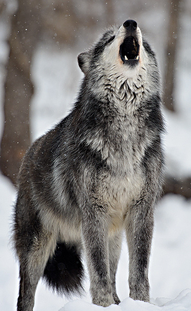 wolveswolves:  By dfbphotos 