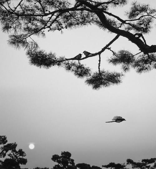 gacougnol: Pentti SammallahtiThree Birds Seoul, Korea 2016