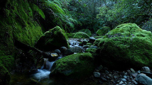 Woods Creek, Kaimata, West Coast NZ by New Zealand Wild on Flickr.