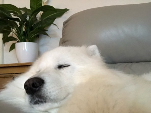cloudthesamoyed: large mood