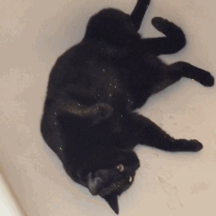 buzzfeed:  This Cat Looks Fabulous After Rolling Around In Bath Bomb Glitter Don’t worry — the glitter was made from seaweed and is totally safe for kitties. 