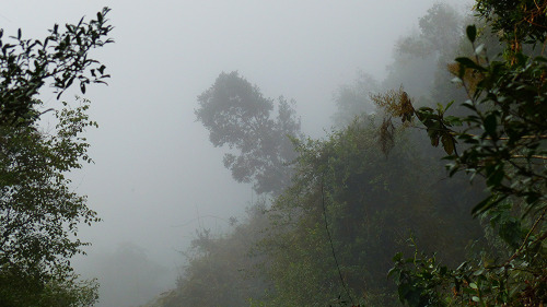 Montane Cloud Forest by New World Birding