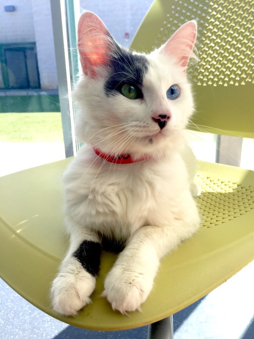 cutekittensarefun:  meet miss penny lane!!!