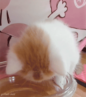 catgifcentral:  Lapp