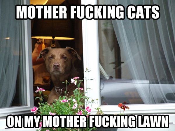 I dont usually post pet memes&hellip; but the fucking caption is SO right on