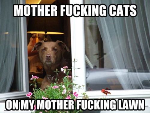 I dont usually post pet memes… but the fucking caption is SO right on for that dog face…. =O