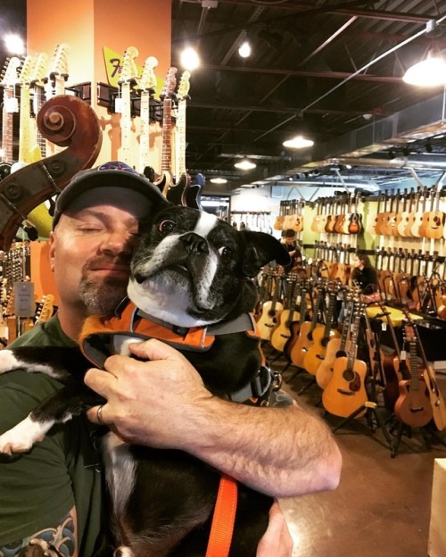 <p>We went to visit @adamspickoftheday at work today. Winston was, as you can imagine, very popular with the customers. #sirwinstoncup #bostonterrier #bostonterriersofinstagram #cartervintageguitars #takeyourdogtoworkday  (at Carter Vintage Guitars)</p>