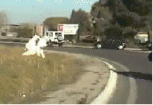 https://64.media.tumblr.com/f0fb5bb9cd725862b5e32b15cb45850f/tumblr_mzd2cpTifk1ru5cg5o1_250.gif