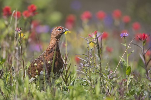 birds-and-flowers:  Willow Ptarmigan (Lagopus