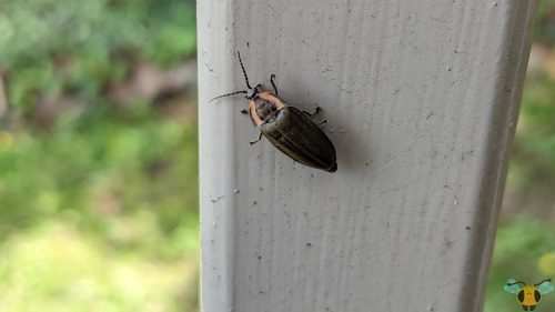 Winter Firefly - Ellychnia corruscaLet’s have one more set of pictures from the Muskoka visit to rou