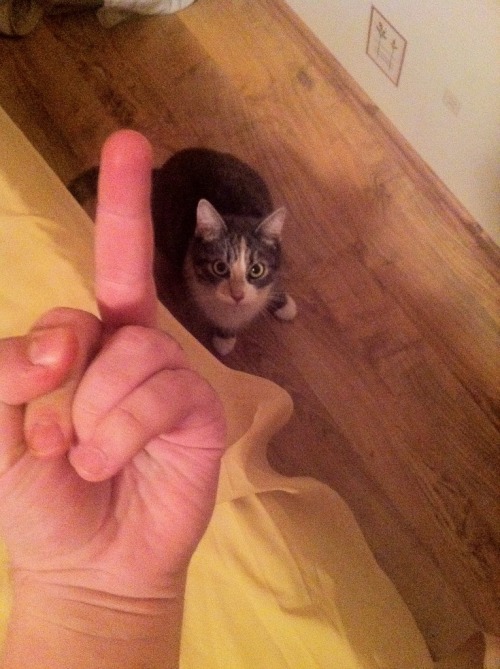 thecutestcatever:shitpostempire:Fuck you, cat - a series by 4chanBUT WAIT THERE’S MORE And in an alt