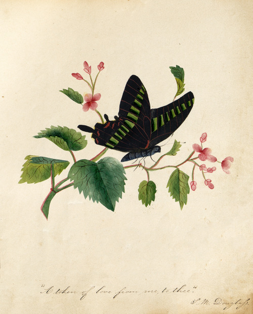 The little-known story of Sarah Mapps Douglass and her consummate botanical paintings – the first su