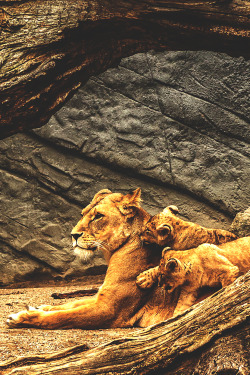 wavemotions:Lion by Marco Kaus