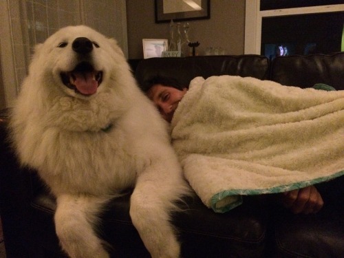 skookumthesamoyed: FLOOF BOOF doubles as a cozy pillow and a smiling kissy monster