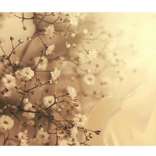 #macro #closeup #flowers #light #photo #myphotography #nature #white #canon #petals #yellow #soft #i