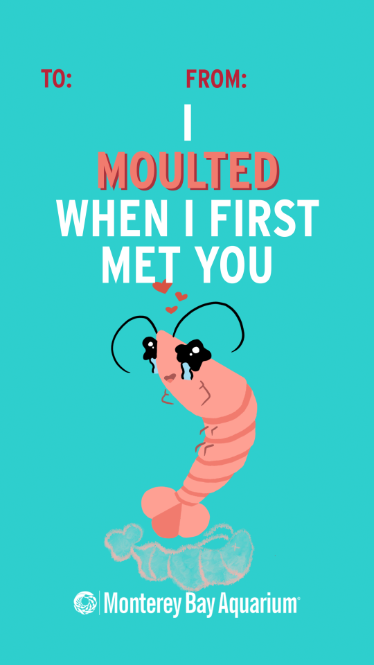 A “To: From:” Valentine’s Day card featuring an adorably illustrated shrimp that is crying with emotion as it hovers above its old shell saying “I moulted when I first met you” with the Monterey Bay Aquarium Logo below. Card is teal, lettering and shrimp are shades of pink.