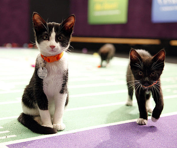 thefrogman:  phototoartguy:  Meow: It’s the inaugural Kitten Bowl Marc Lemoine