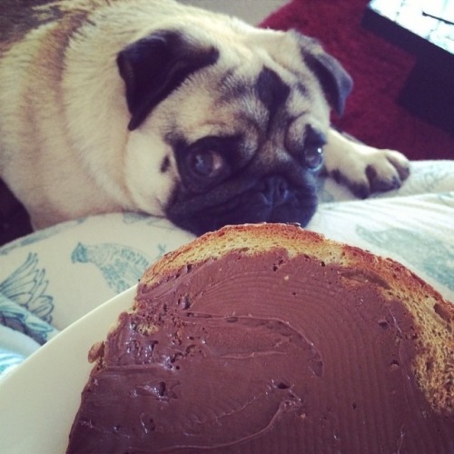 catsbeaversandducks:Wherever there is food, there is a pug.Photos via Animals and Delicious Noms
