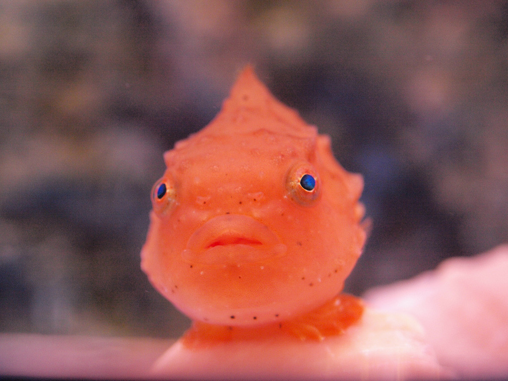 newt in the throat — fuckyeahaquaria: Balloon Lumpfish