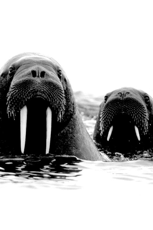 dopediamond:Walruses in the Water by Yaroslav