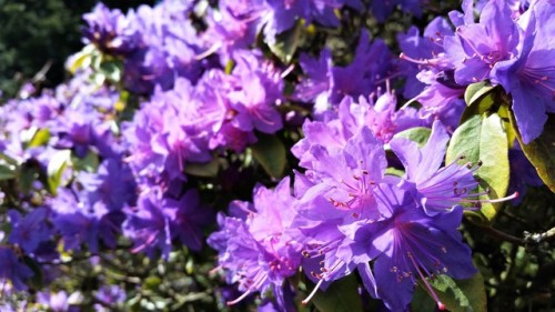 25 March 2016 - Purple Rhododendron