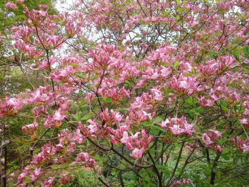 lesliegale:  Native swamp azalea,  Rhododendron viscosum, and pinxterbloom azalea, Rhododendron periclymenoides, 7 May 2014.