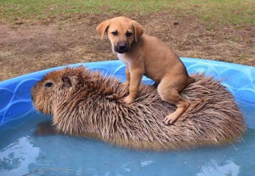 animalssittingoncapybaras:A PUPPY on a capybara. A PUPPY. Happy 4 years of Animals Sitting on Capyba