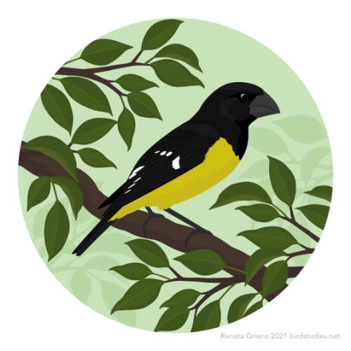 January 28, 2021 - Spot-winged Grosbeak (Mycerobas melanozanthos)These finches are found in forests 