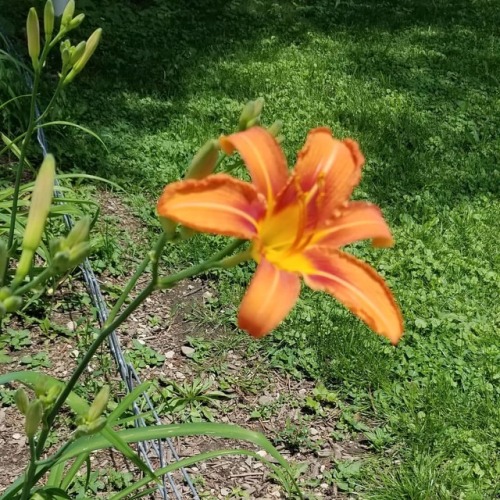 Our first lilly I brought these with me from NY and they were planted last year but these are the fi