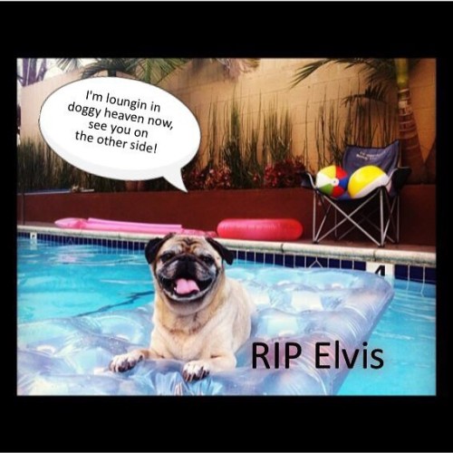 Last night I lost my best friend Elvis. He was such a good dog. Loved the pool, working on projects 