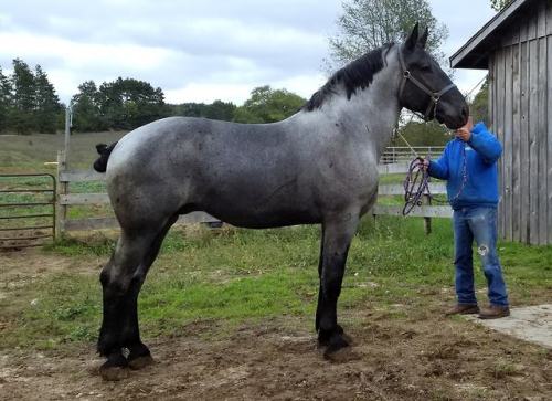draftmare: Blue roan Percheron stallion Hacienda Wild Card.